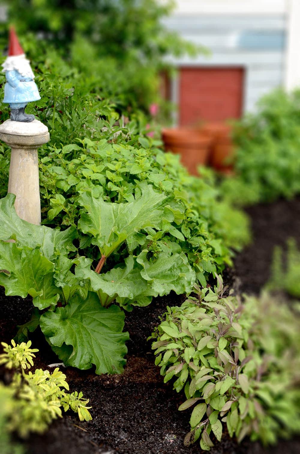 Rhubarb in the Herb Garden Web - Elegant Cabernet Strawberry Rhubarb Pudding