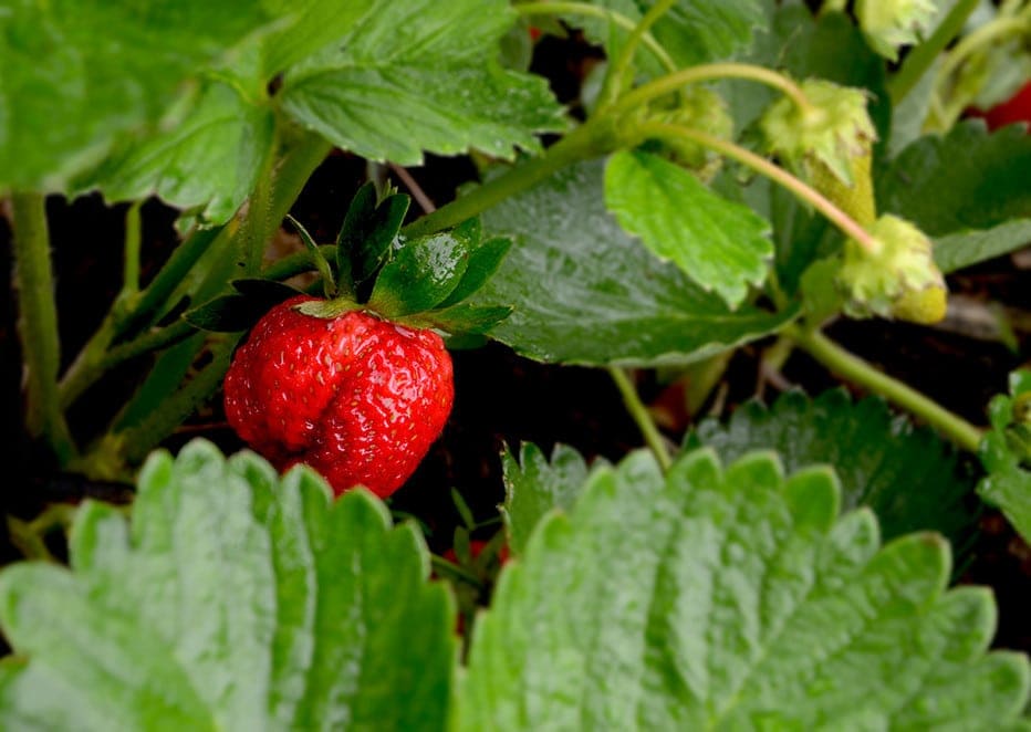 Strawberry Web e1432232210840 - Elegant Cabernet Strawberry Rhubarb Pudding
