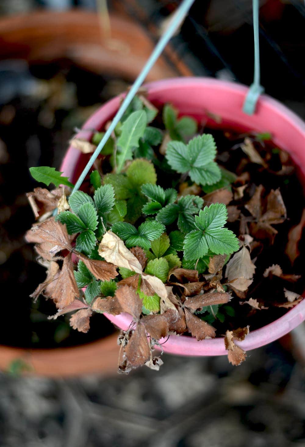 Strawberries in Greenhouse Web 1 - Seed Starting Tips for Heirloom Vegetable Gardeners