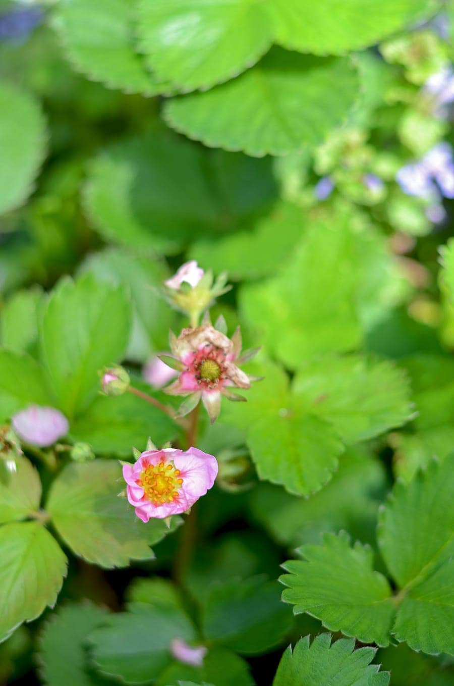 Strawberry Flower Web - Dried Fruit Compote