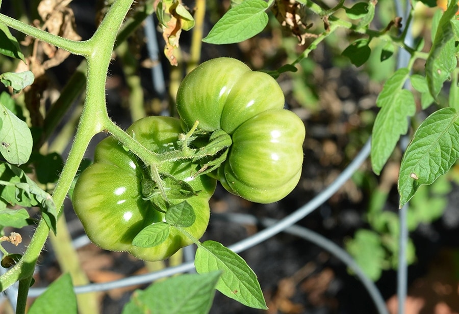Green Tomatoes Web - Lemon Balm Pesto