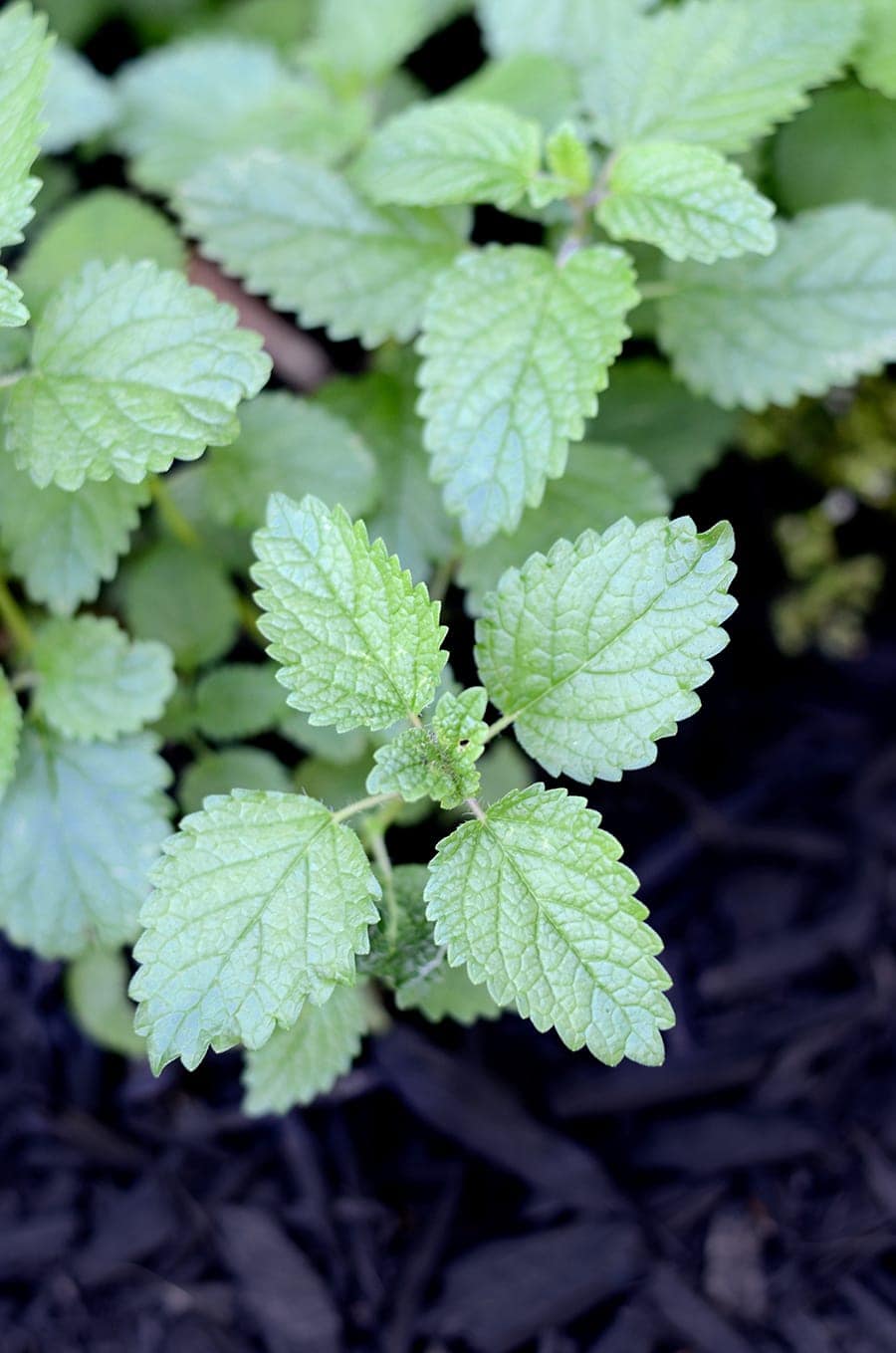 Lemon Balm Pesto Vintage Kitty