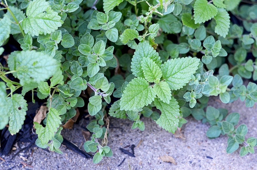 Lemon Balm in Oregano Web - Lemon Balm Pesto