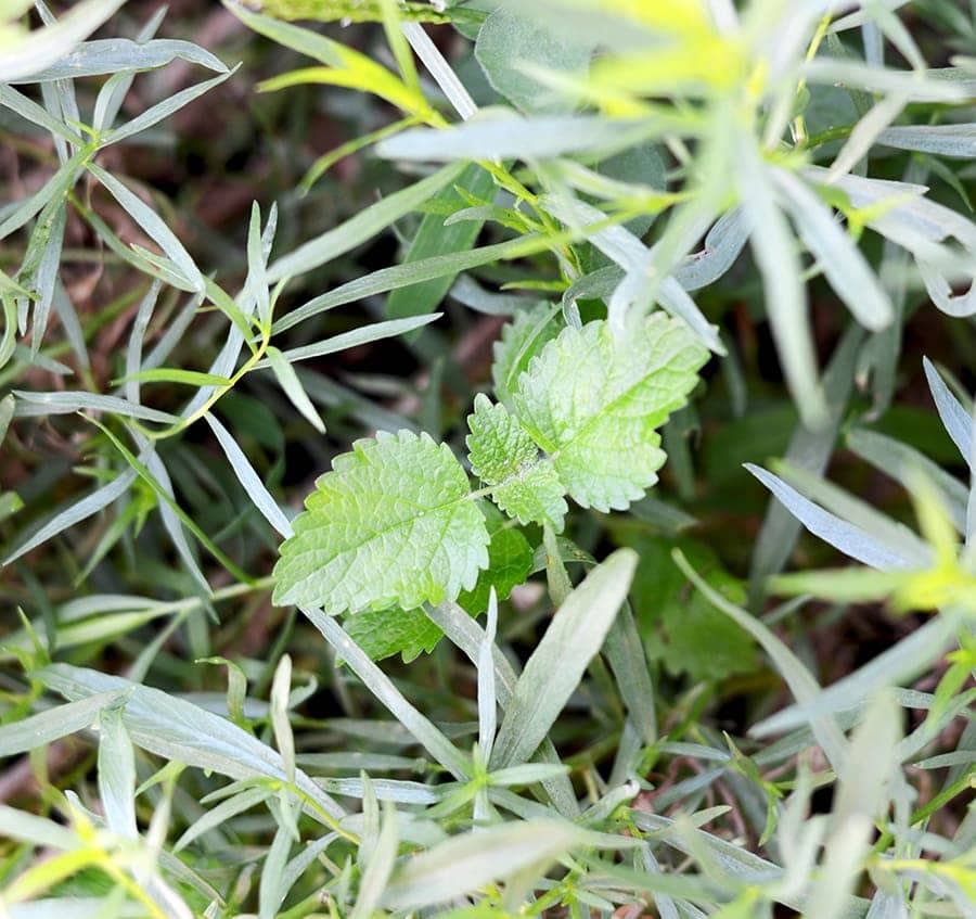 Lemon Balm in Tarragon Web - Lemon Balm Pesto