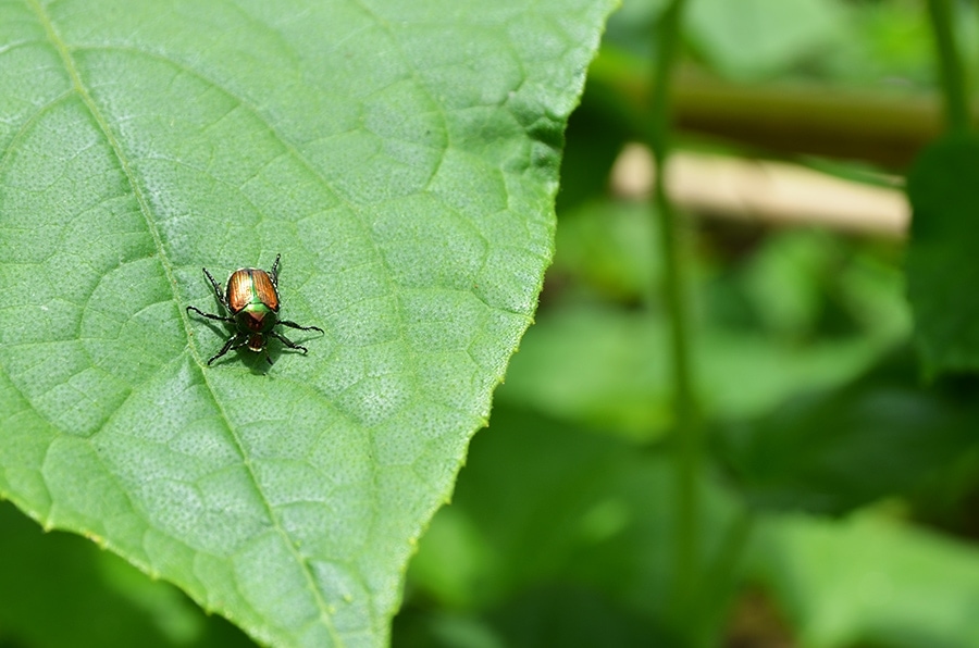 Beetle Web - Beat the winter blues with garden planning