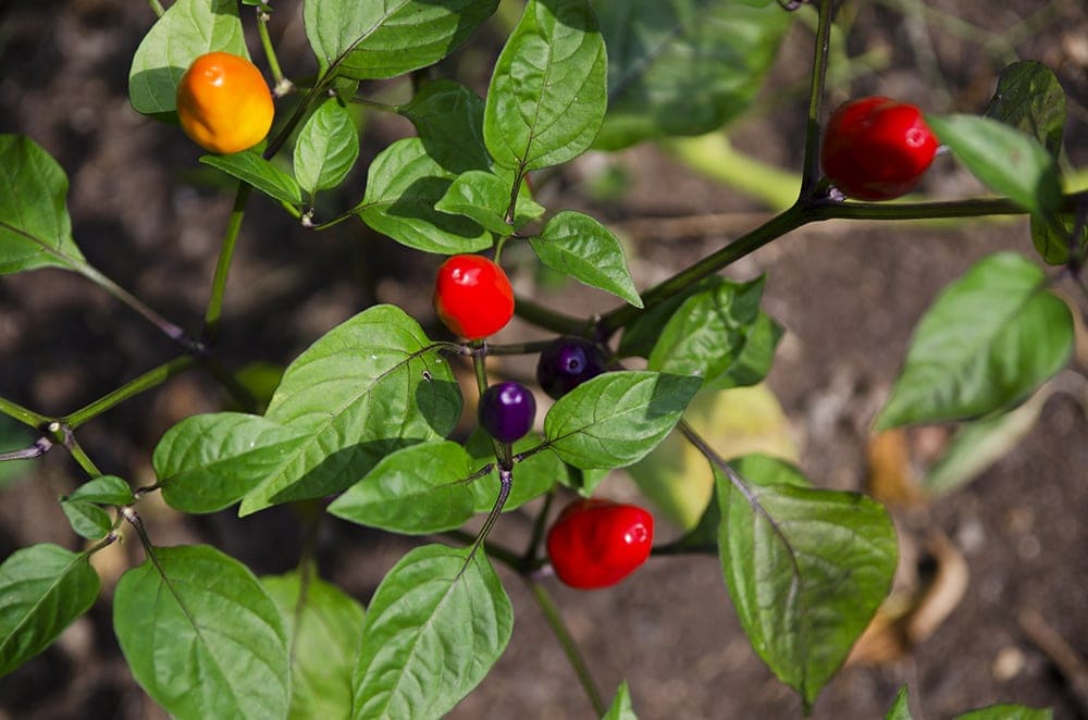 Chinese Five Color Peppers - Beat the winter blues with garden planning