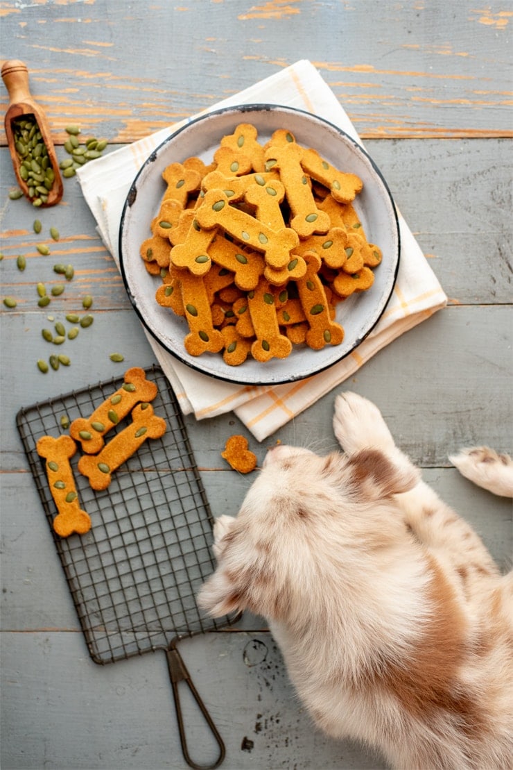 pumpkin spice dog treats