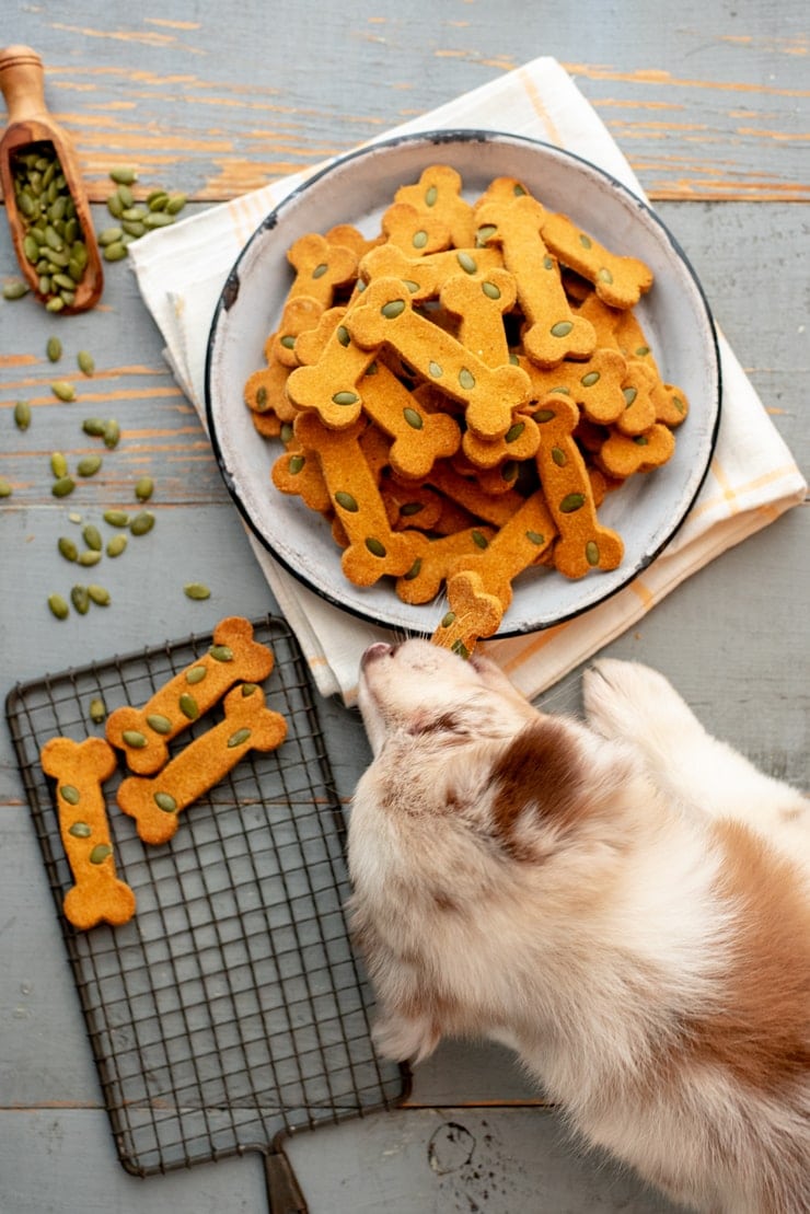 Gluten free hotsell pumpkin dog treats