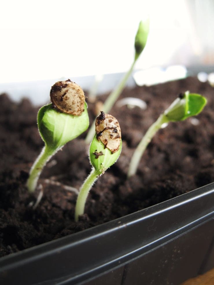 jen theodore unsplash 740 - Seed Starting Tips for Heirloom Vegetable Gardeners