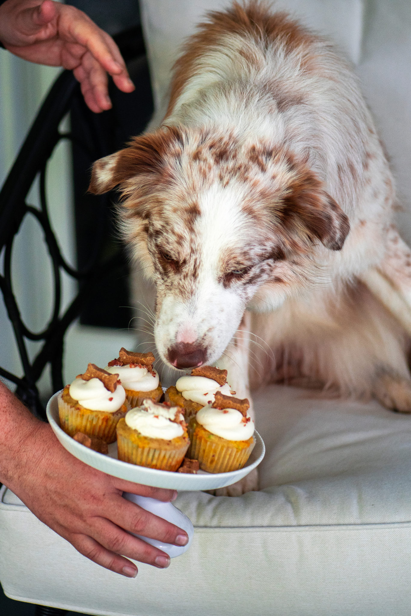 Funfetti Bacon Cheddar Pupcakes | VIntage Kitty