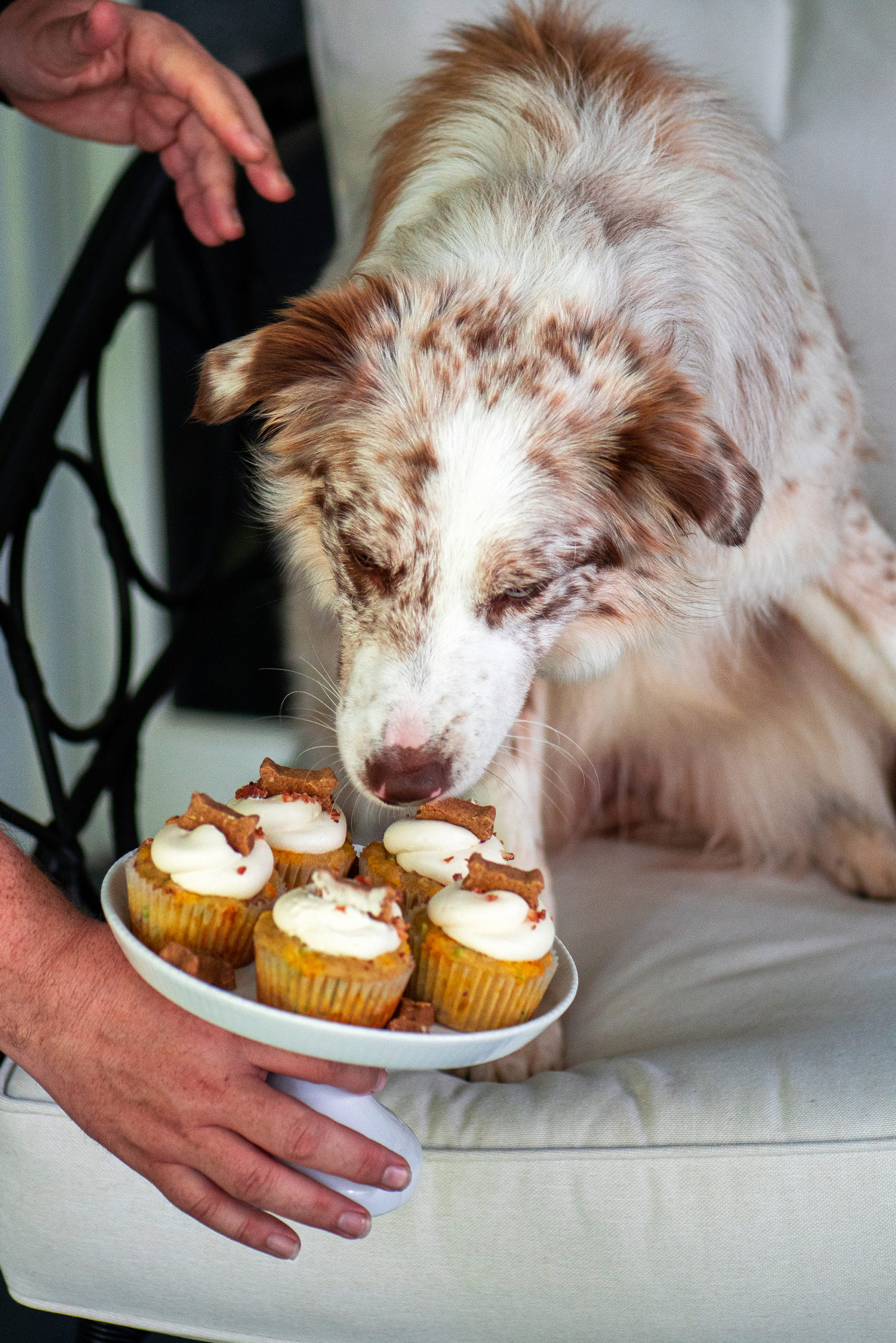 Pixel Pupcakes 7407 2000px scaled - Funfetti Bacon Cheddar Pupcakes