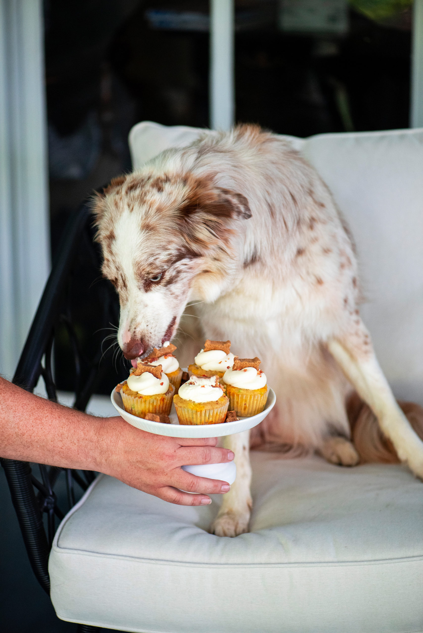 Pixel Pupcakes 7416 2000px scaled - Funfetti Bacon Cheddar Pupcakes