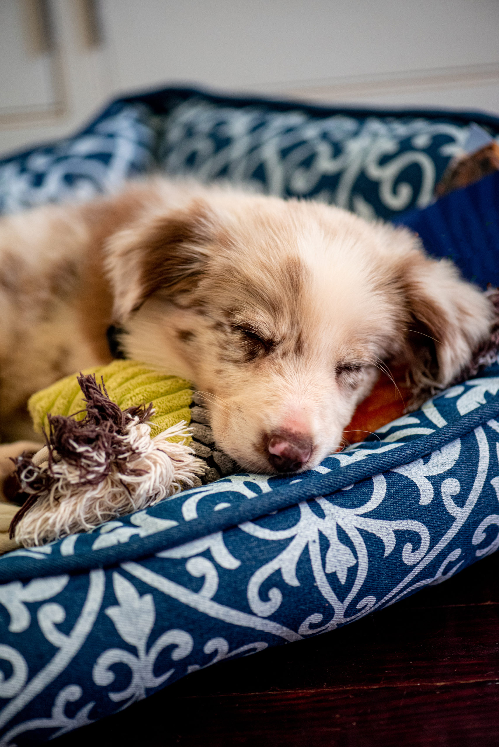 Puppy 0536 2000px scaled - Funfetti Bacon Cheddar Pupcakes